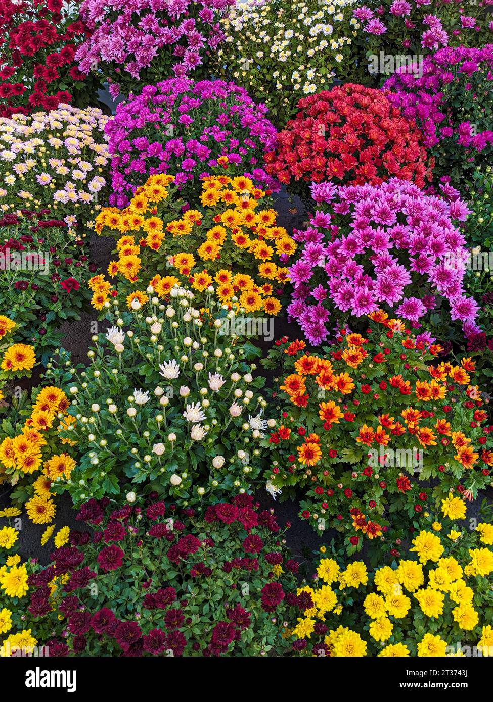 Many colorful chrysanthemums in flower pots, top view Stock Photo