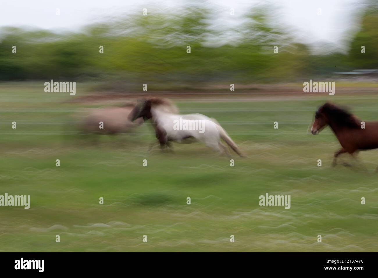 Background image of a horse farm Stock Photo - Alamy
