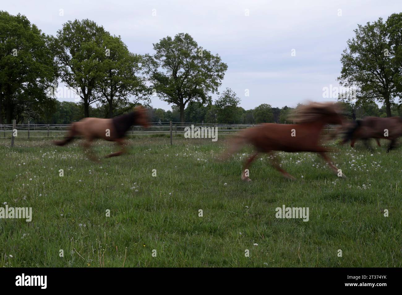 Background image of a horse farm Stock Photo - Alamy