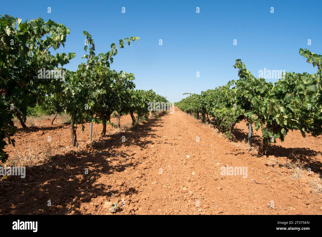Agricultura ecológica hi-res stock photography and images - Alamy