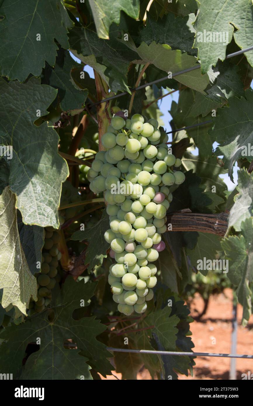 Racimo de uva blanca Stock Photo