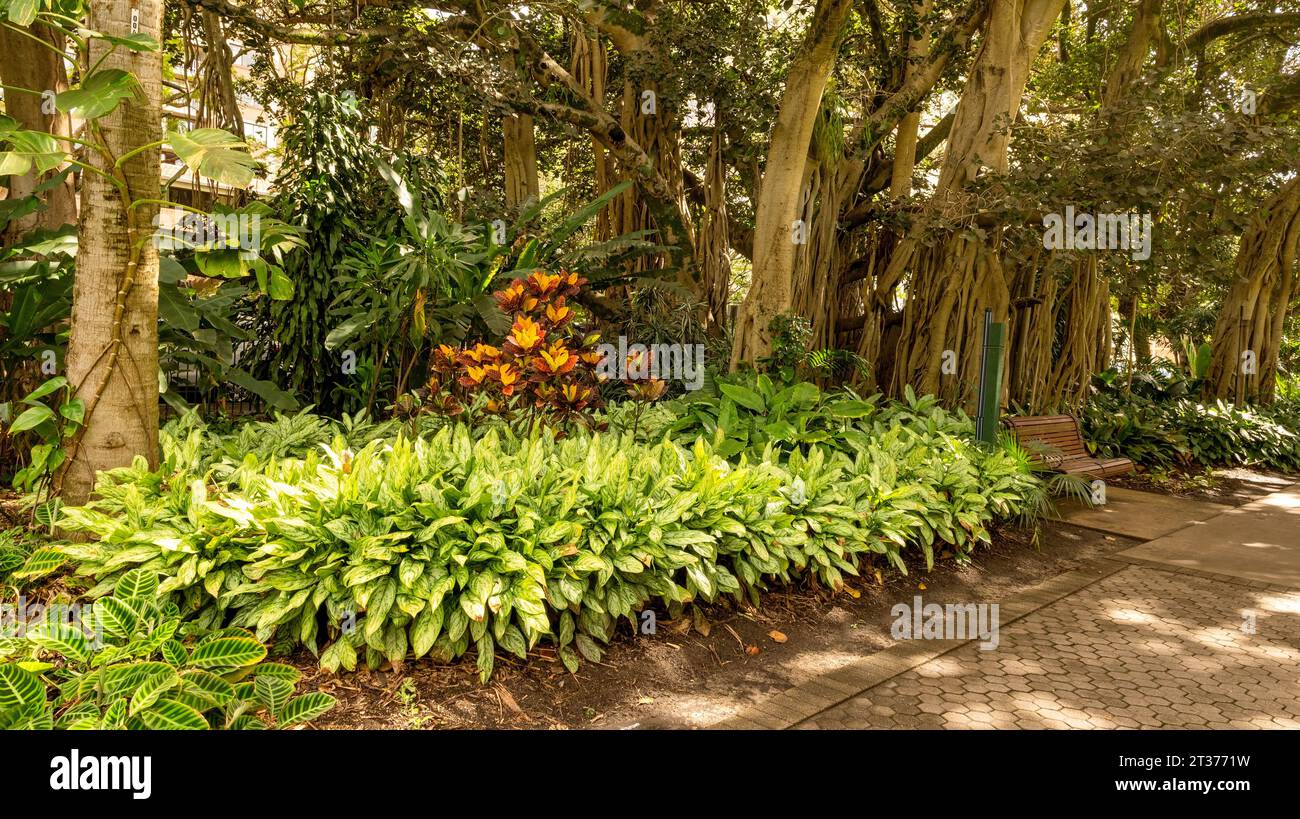 Flowers in the City Botanic Gardens in Brisbane, Queensland, Australia