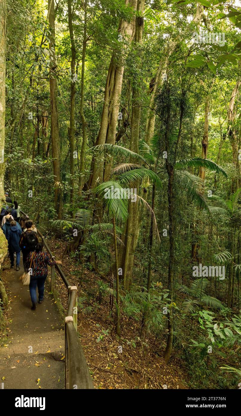 Woodland in the Mt Tamborine Mountains, Queensland, Australia Stock