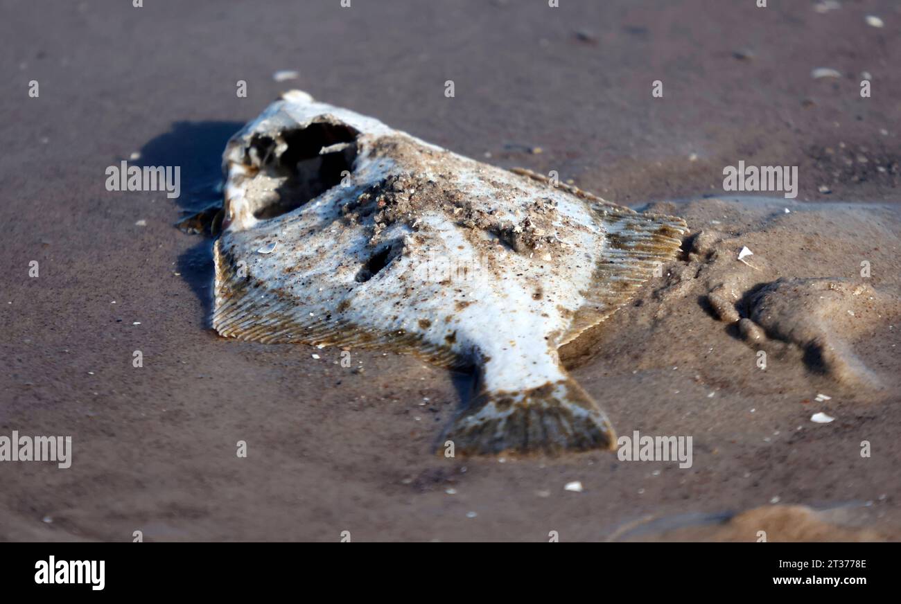 23.10.2023, Binz auf Ruegen an der Ostsee, im Bild: Toter Fisch *** 23 10 2023, Binz on Ruegen on the Baltic Sea, in the picture dead fish Credit: Imago/Alamy Live News Stock Photo