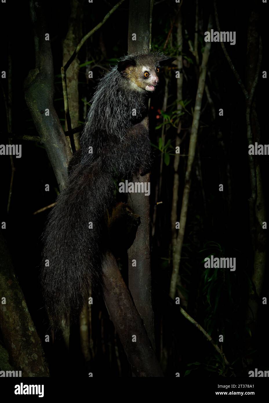 Aye-aye - Daubentonia madagascariensis long-fingered nocturnal lemur, strepsirrhine primate native to Madagascar with rodent-like teeth that perpetual Stock Photo