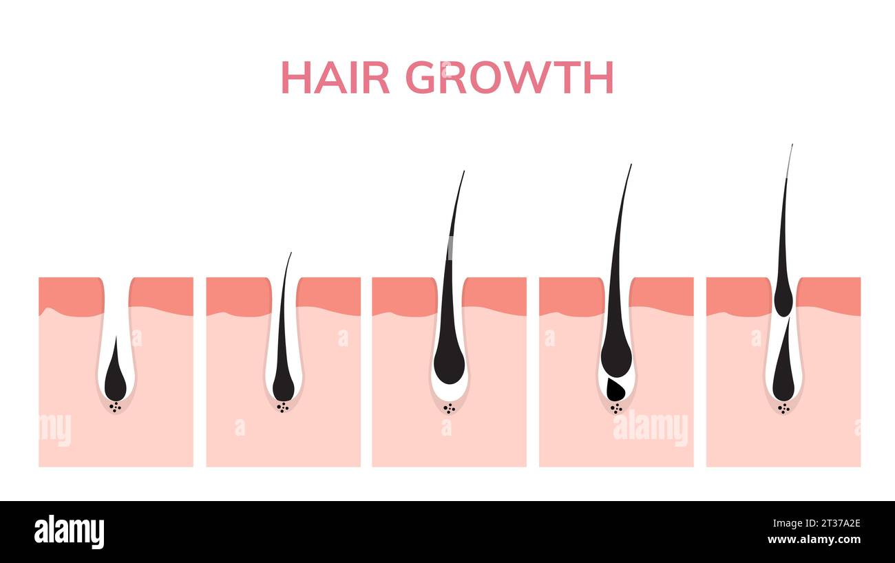 Hair growth cycle skin. Follicle anatomy anagen phase, hair growth ...