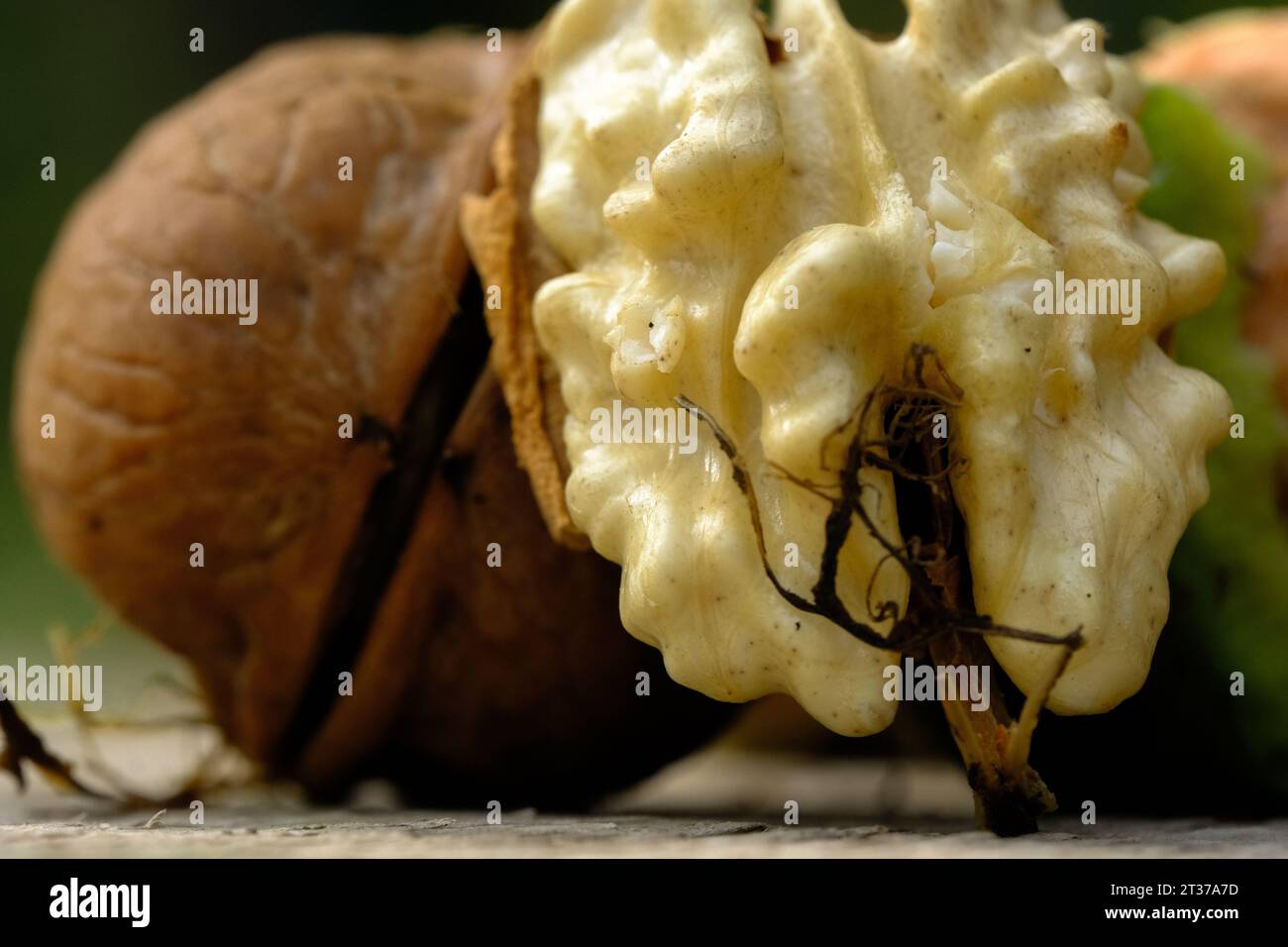 A close-up shot of two walnuts Stock Photo