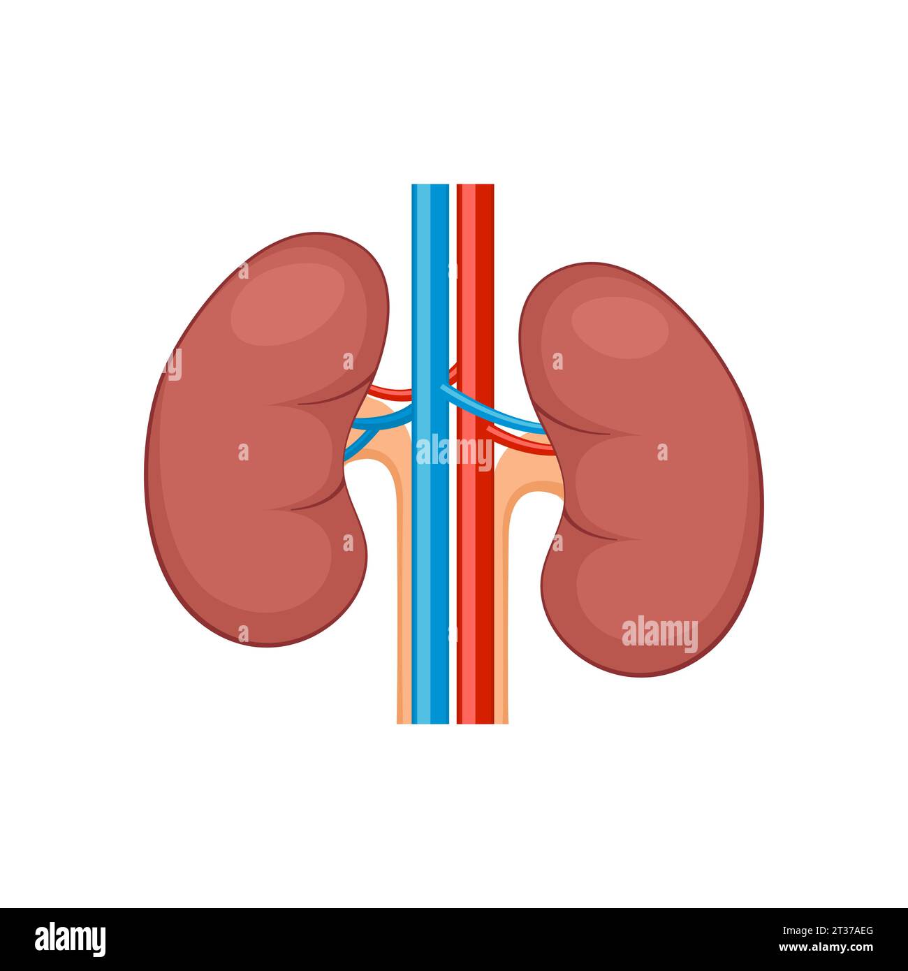 Kidney renal flat realistic icon. Human kidney vector organ icon ...