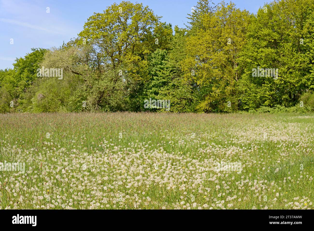Meadow with sweet grass Meadow foxtail (Alopecurus pratensis), common dandelion (Taraxacum sect. Ruderalia) with fruiting plants, North Stock Photo