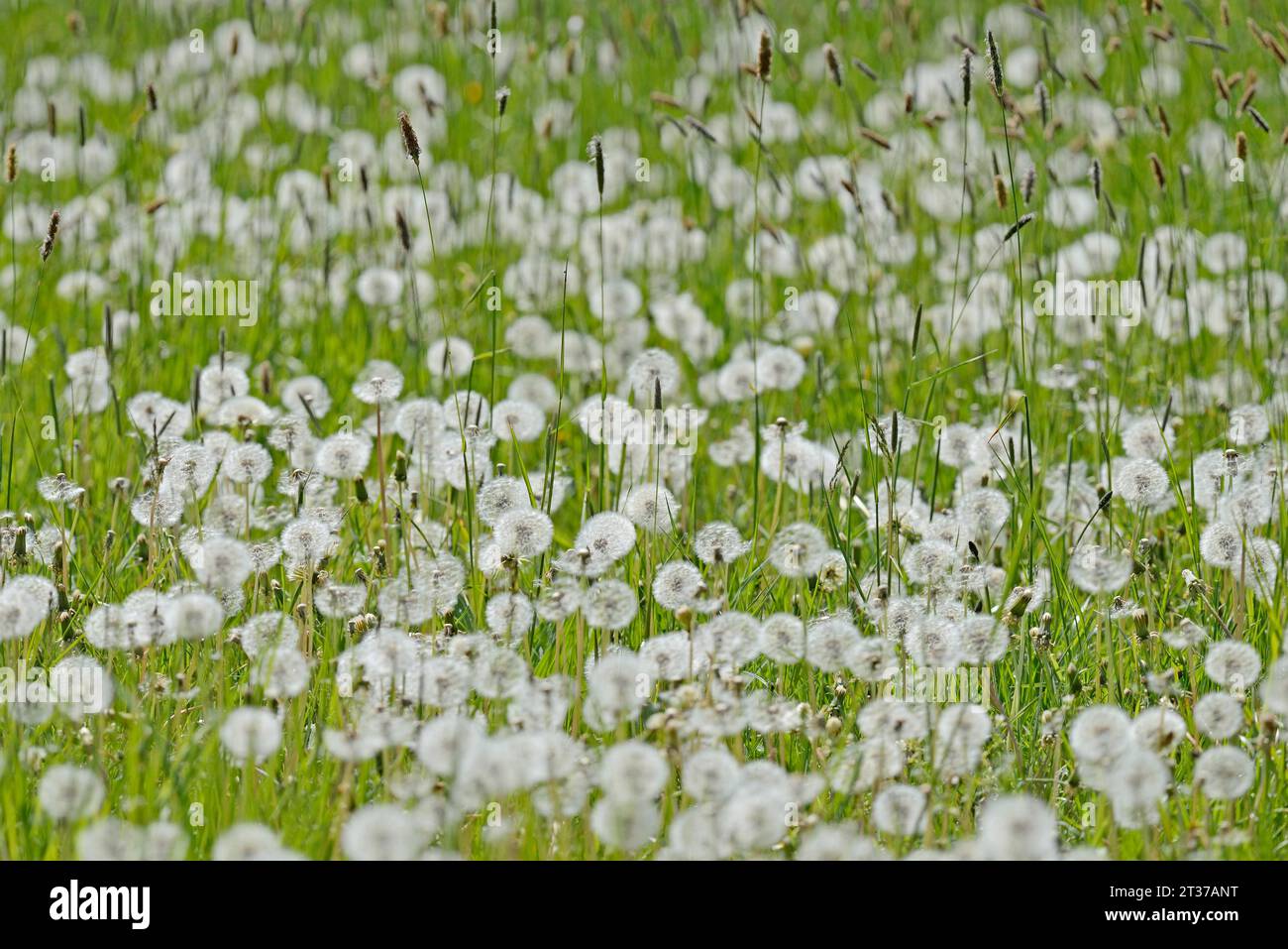 Meadow with sweet grass Meadow foxtail (Alopecurus pratensis), common dandelion (Taraxacum sect. Ruderalia) with fruiting plants, North Stock Photo