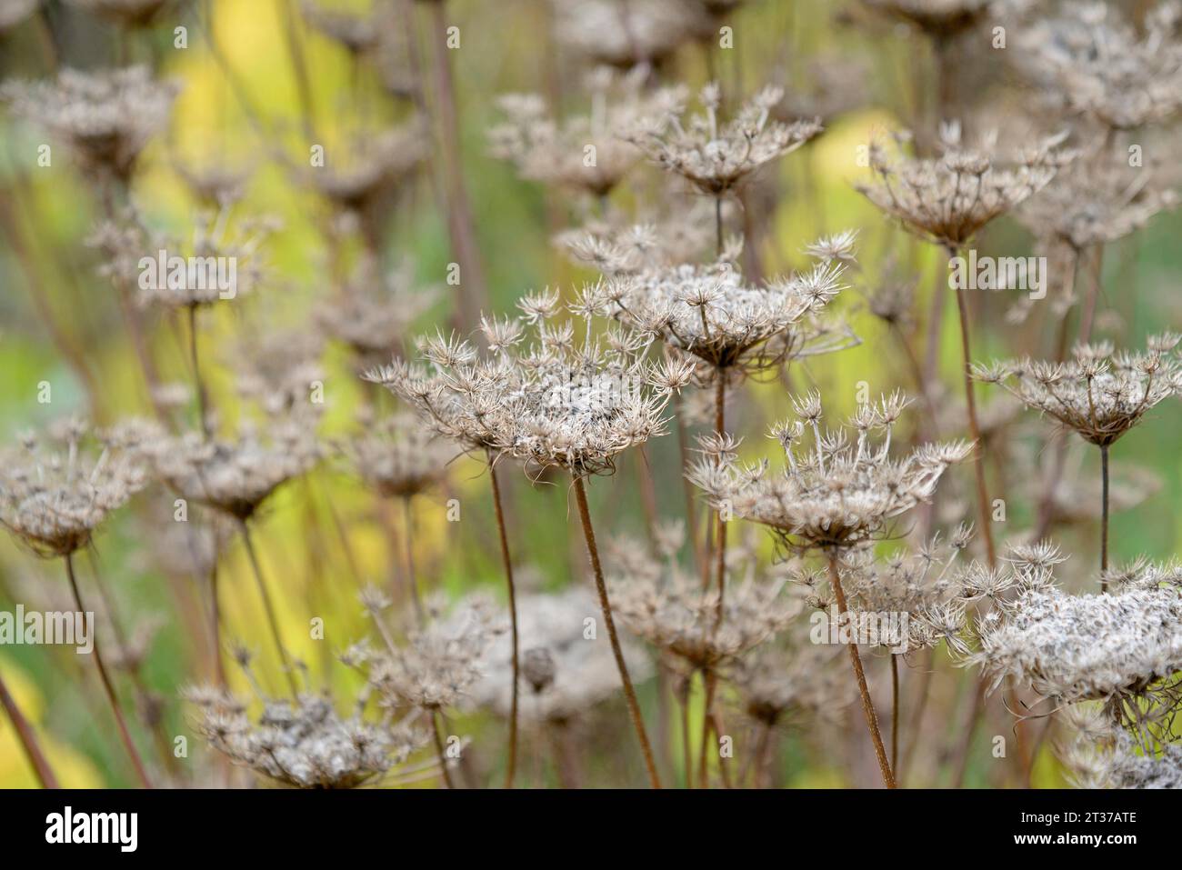 umbellifer (Apiaceae) fruiting plants, Moselle, Rhineland-Palatinate, Germany Stock Photo