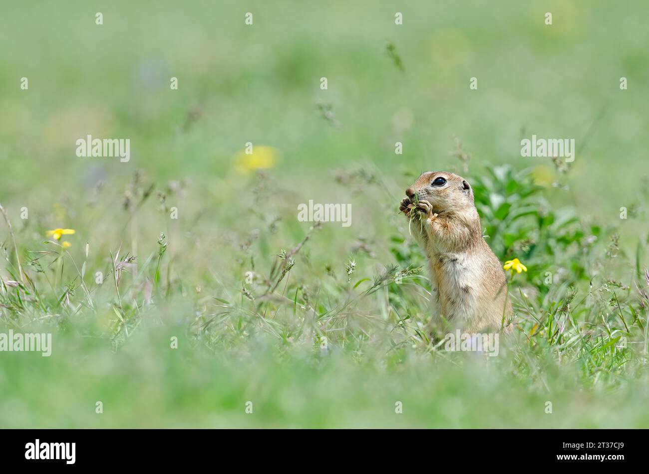 Ground squirrel feeding. Cute funny animal ground squirrel. Green nature background. Stock Photo