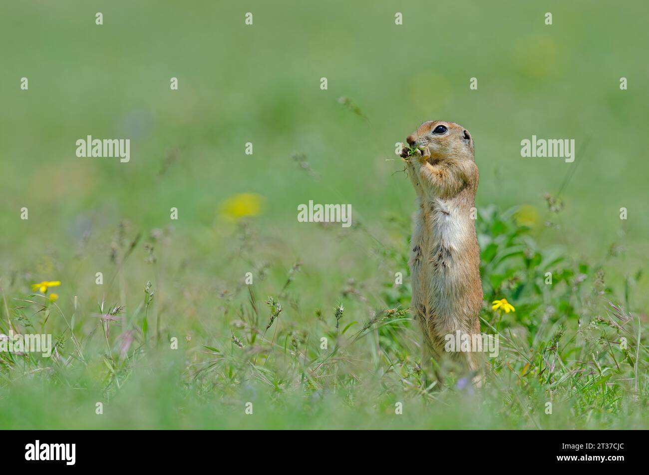 Mummy Ground squirrel is feeding. Cute funny animal ground squirrel. Green nature background. Stock Photo