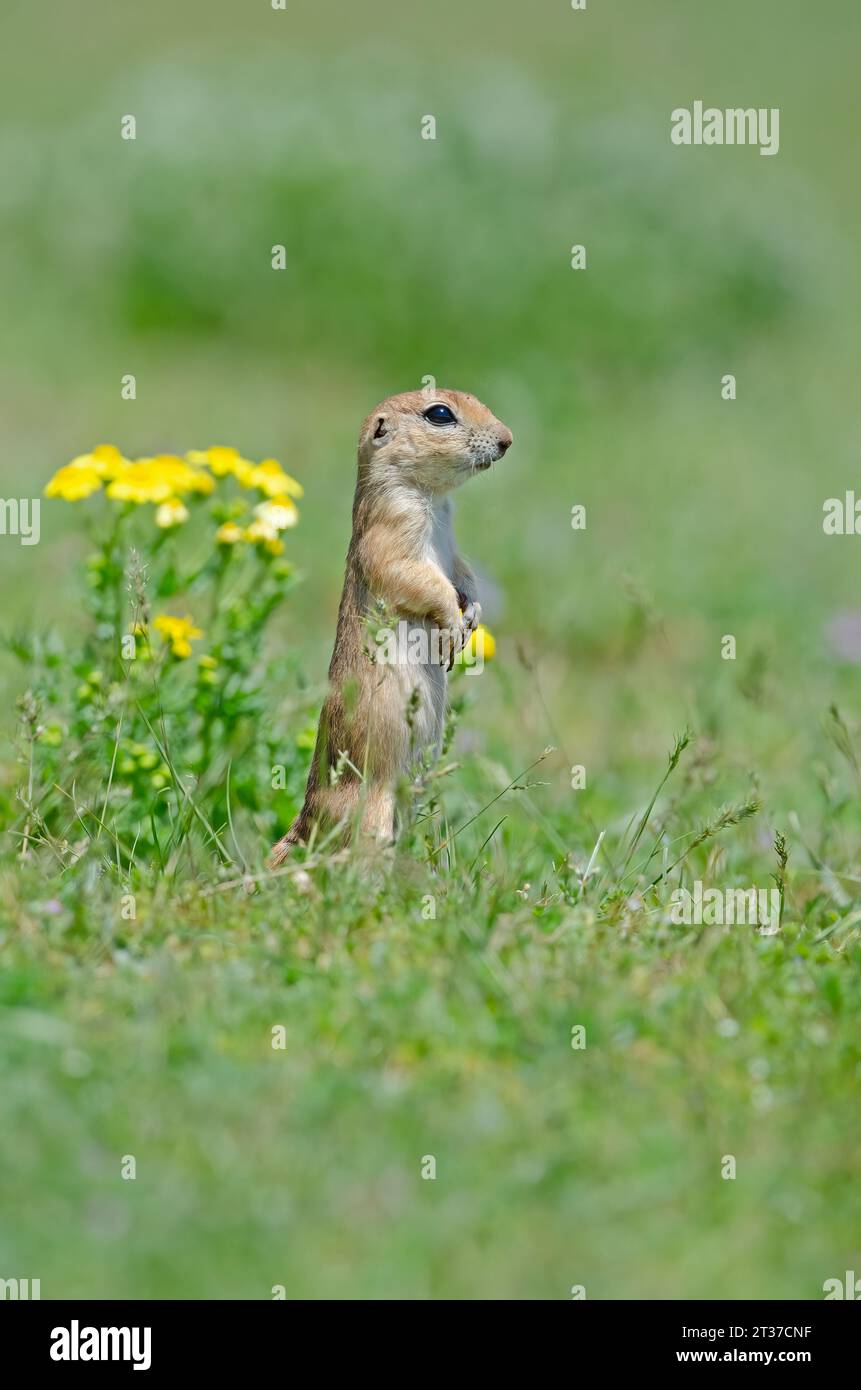 Ground squirrel and yellow flower. Cute funny animal ground squirrel. Green nature background. Stock Photo