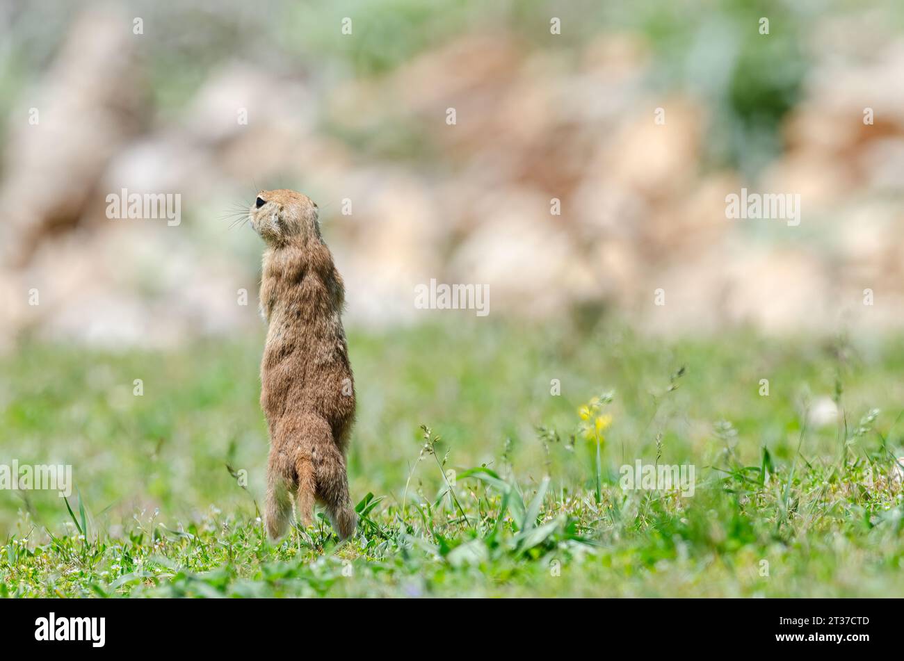 Ground squirrel with his back turned. Cute funny animal ground squirrel. Green nature background. Stock Photo
