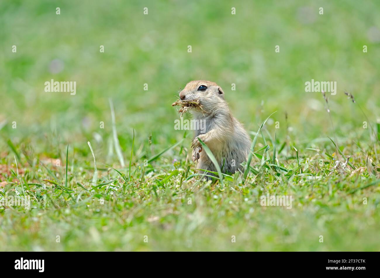 Ground squirrel feeding. Cute funny animal ground squirrel. Green nature background. Stock Photo
