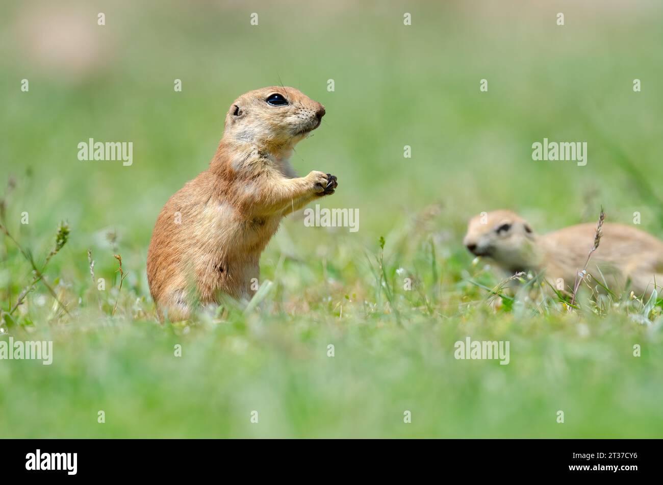 Cute funny animal ground squirrel. Green nature background. Stock Photo