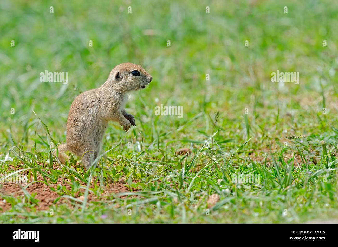 Baby ground squirrel standing. Cute funny animal ground squirrel. Green nature background. Stock Photo