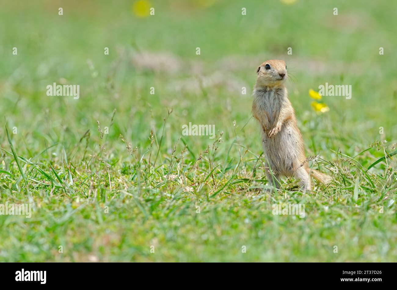 Baby ground squirrel standing. Cute funny animal ground squirrel. Green nature background. Stock Photo