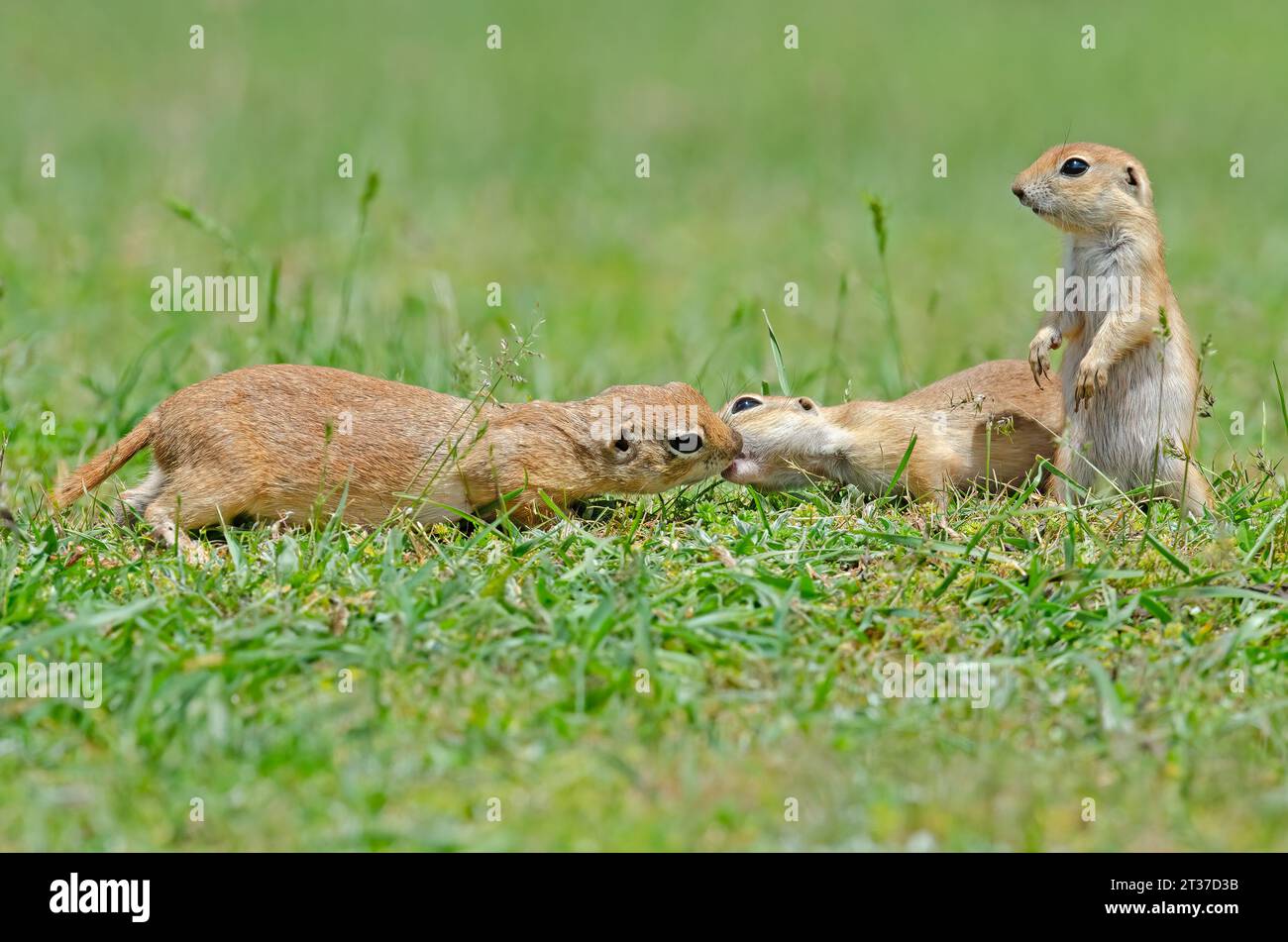 Mummy and daddy ground squirrel kissing. Cute funny animal ground squirrel. Green nature background. Stock Photo