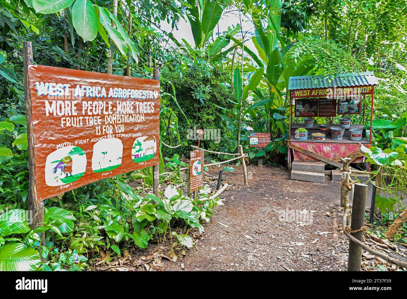 A sign for the West Africa Agroforestry project inside the Rainforest Biome at the Eden Project, near St Austell, Cornwall, England, United Kingdom UK Stock Photo