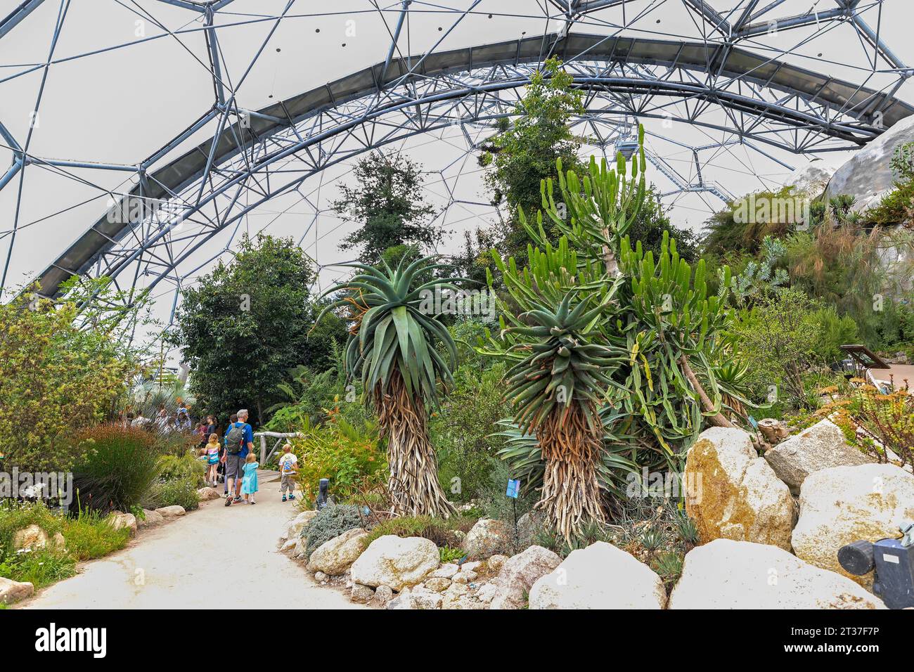 Inside the Mediterranean Biome at the Eden Project, a visitor attraction near St Austell, Cornwall, England, United Kingdom UK Stock Photo