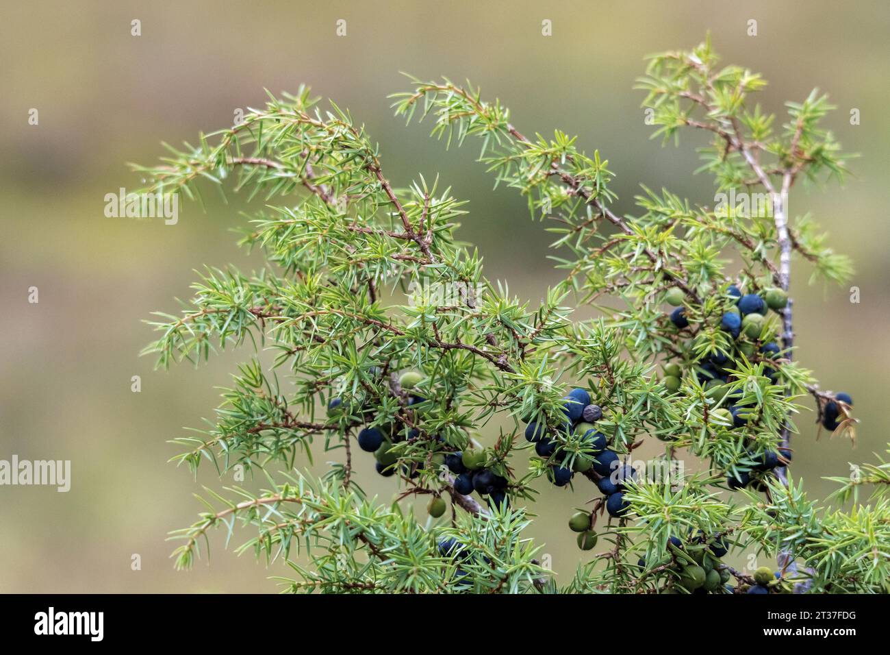 Juniper Berries at Svarterabben,Mosdalen, Ørsta, Norway, showing the stages of ripening and even one shriveling These are a flavour ingridient in gin. Stock Photo