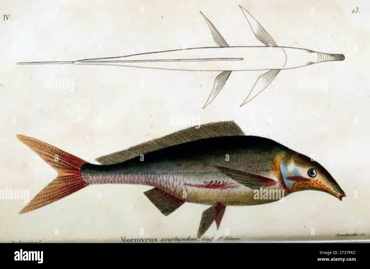 Mormyrus kannume = Mormyrus oxyrhynchus (Geoffroy, 1827) Stock Photo