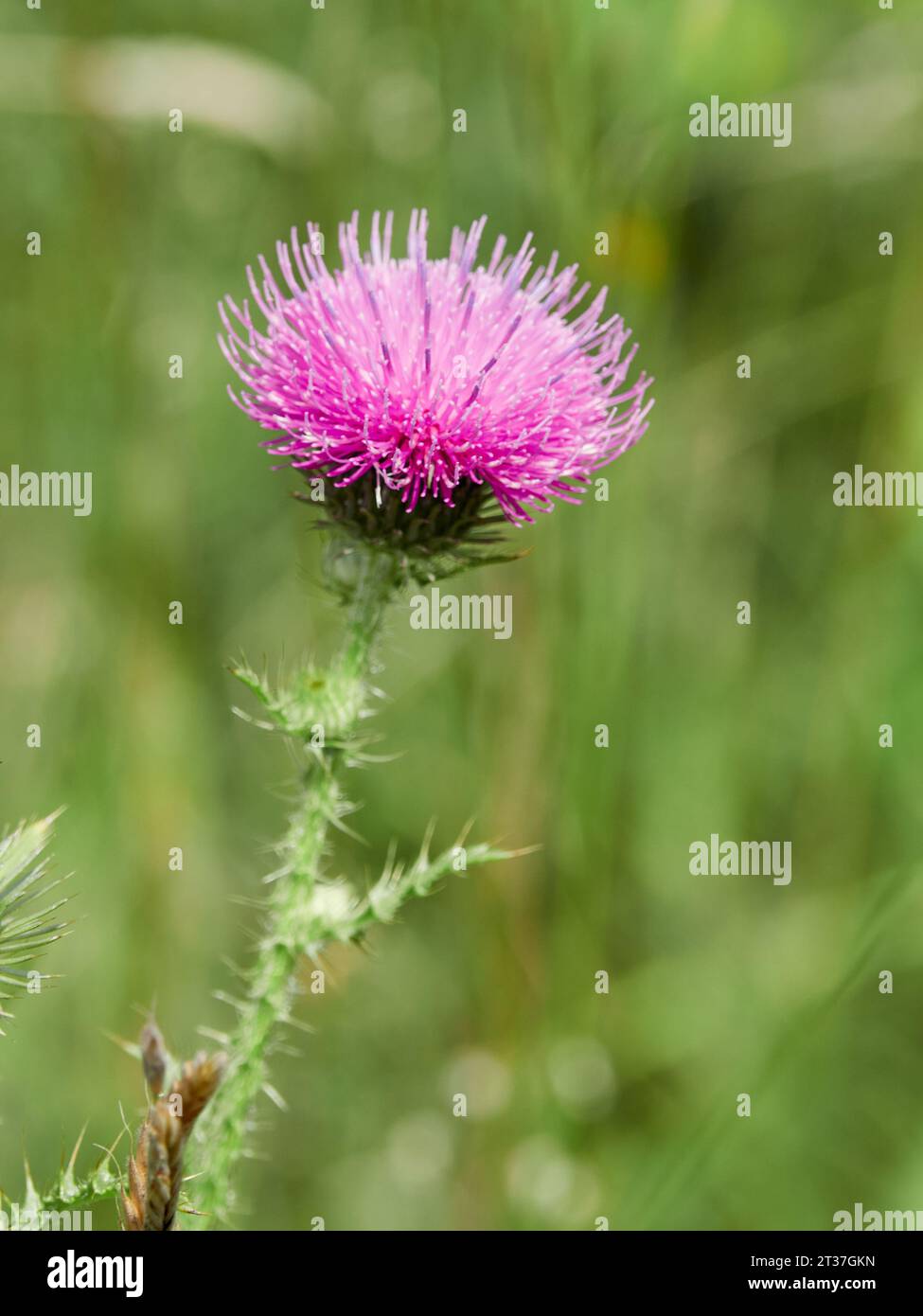 Cotton Thistle Or Scotch Thistle Onopordum Acanthium Stock Photo Alamy