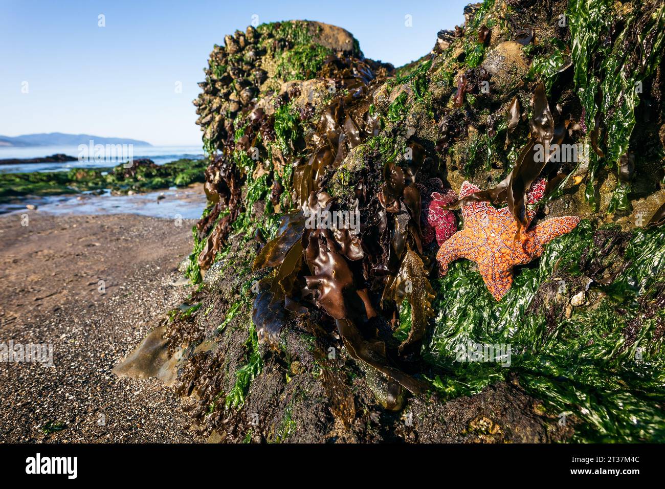 Ochre sea stars on the Oregon coast Stock Photo