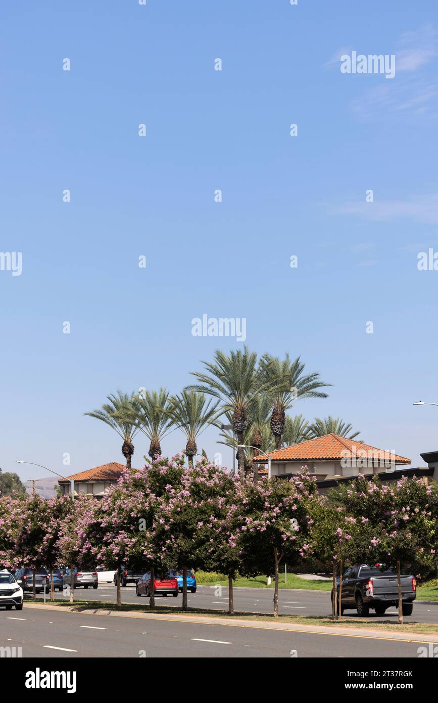 Afternoon palm framed view of the urban core of downtown La Habra, California, USA. Stock Photo