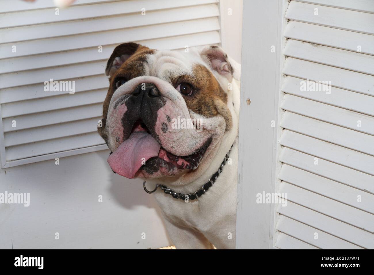 English Bulldog looking through louvered doors Stock Photo Alamy