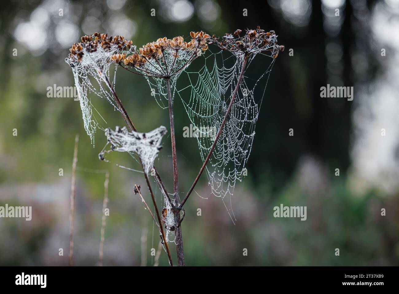 Spiders' webs on the brown seed heads of umbelliferous plants in Horsell Common, Woking, Surrey with early morning dew droplets Stock Photo