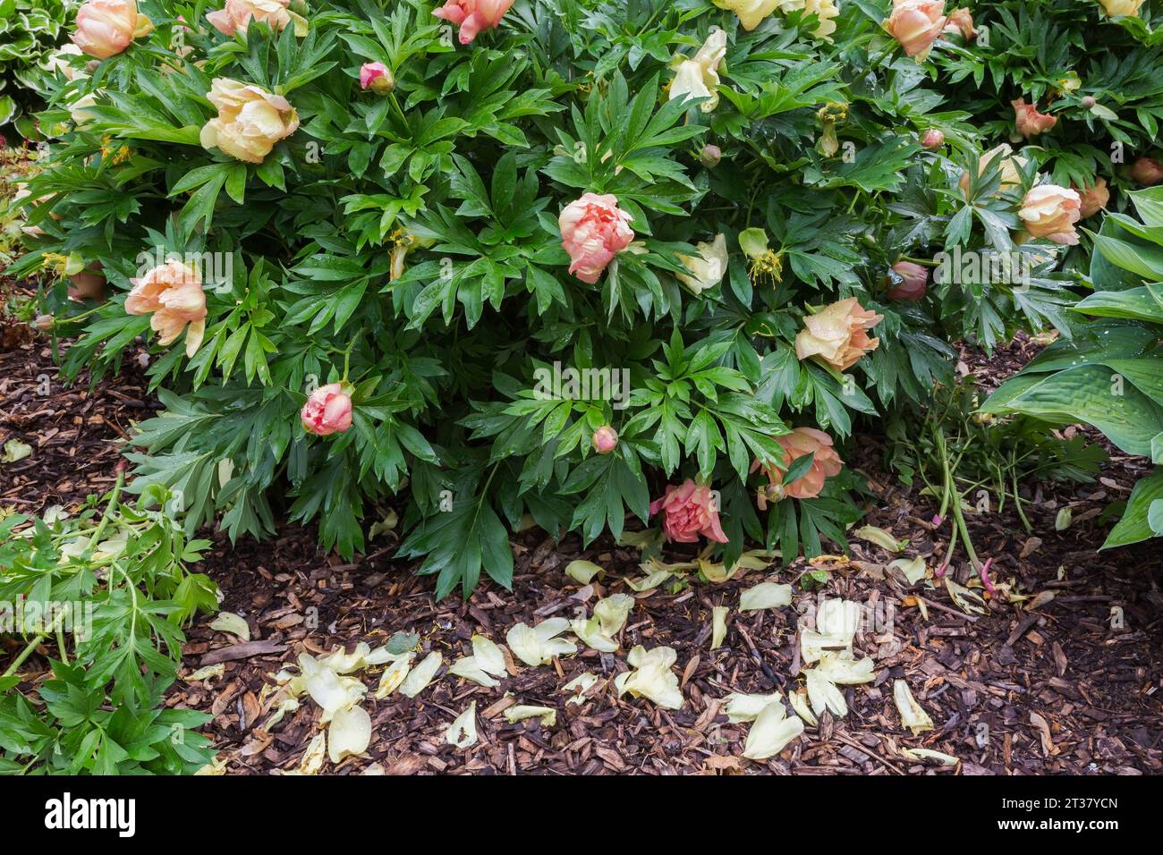 Herbaceous peonies hires stock photography and images Alamy