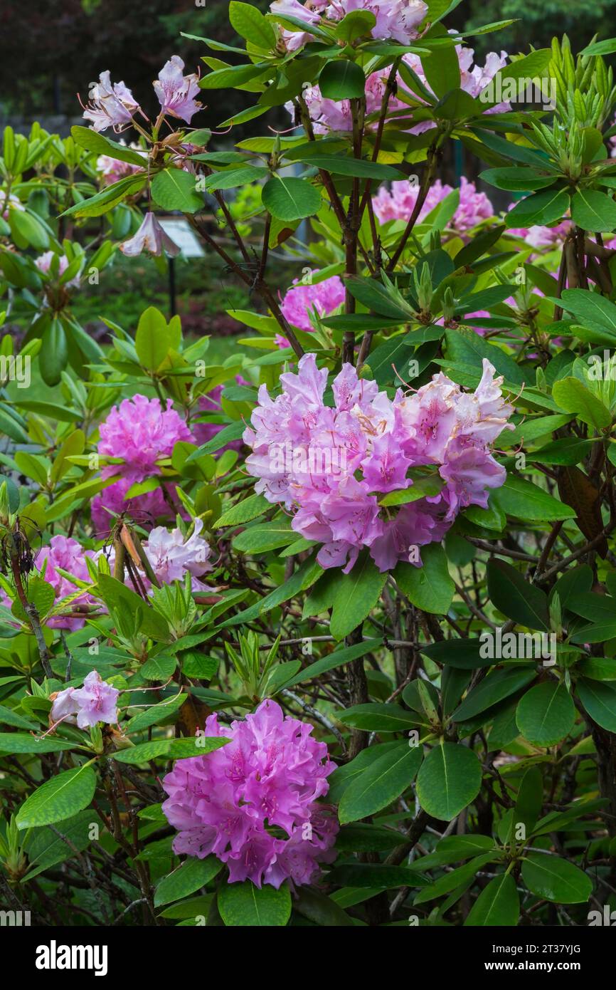 Pink flowering Rhododendron shrub in spring. Stock Photo