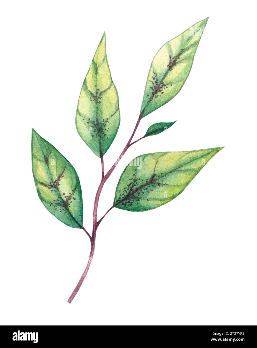 Watercolor plant twig with leaves. Isolated green branch on a white ...