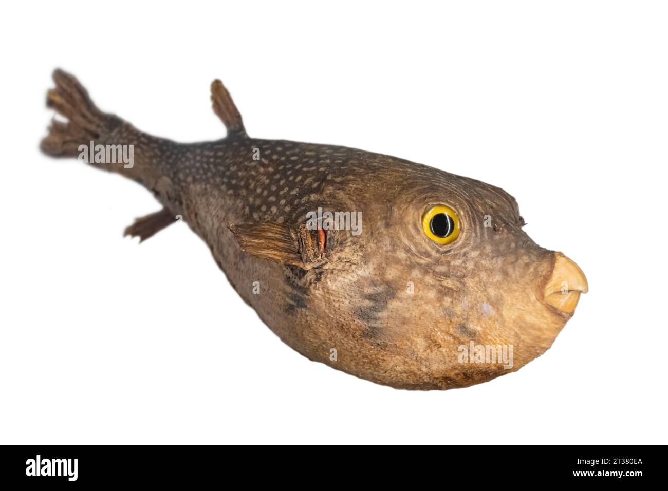 Blowfish galibu new arrivals