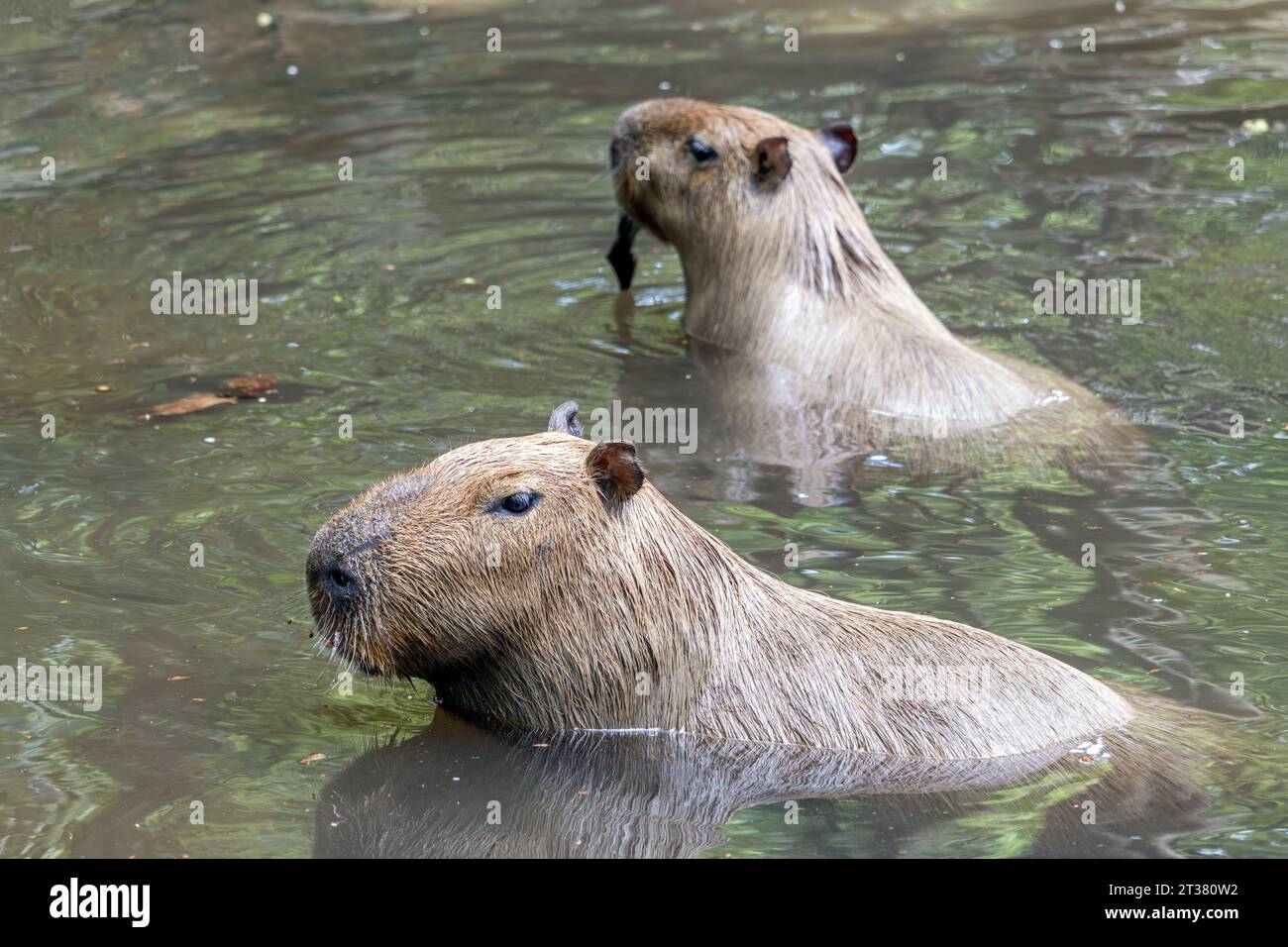 A pair of capybaras (Hydrochoerus hydrochaeris) in the water Stock ...