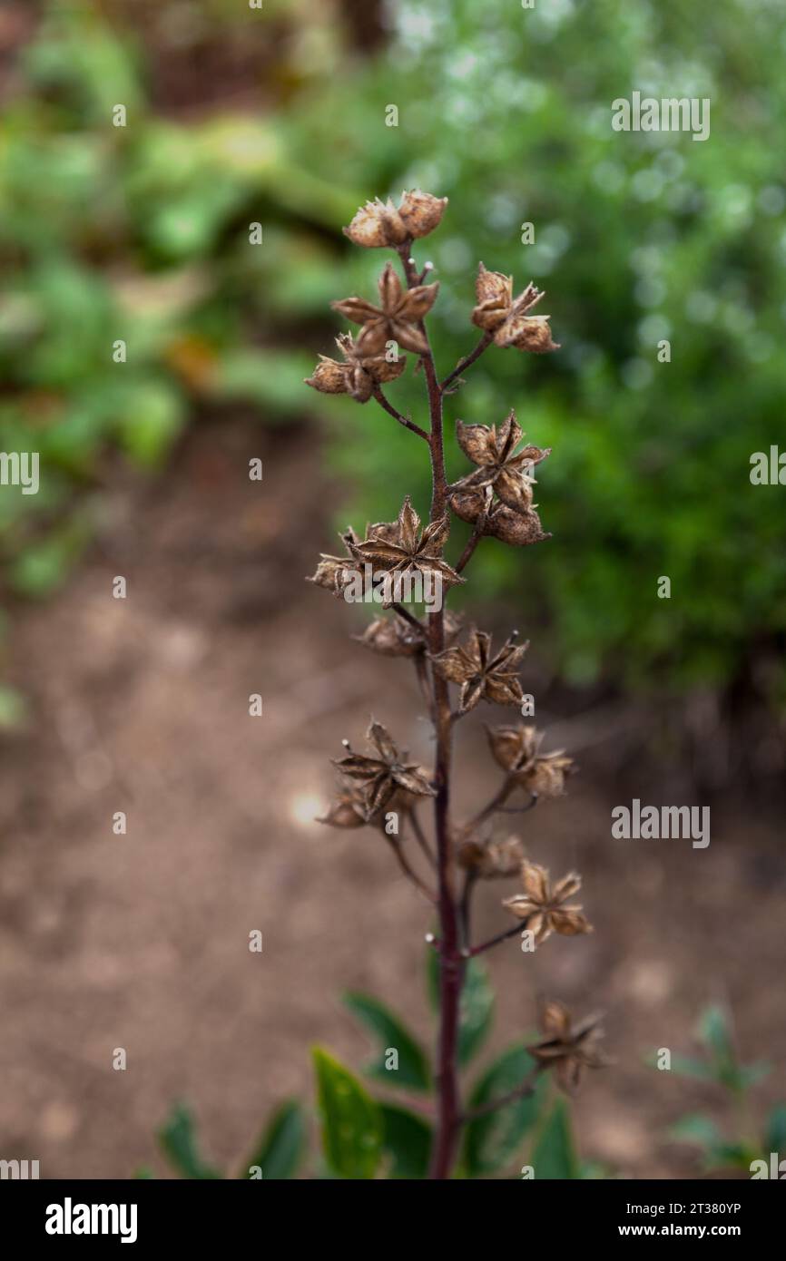 Dictamnus is a genus of flowering plant in the family Rutaceae, with a single species, Dictamnus albus, which has several geographical variants. Stock Photo