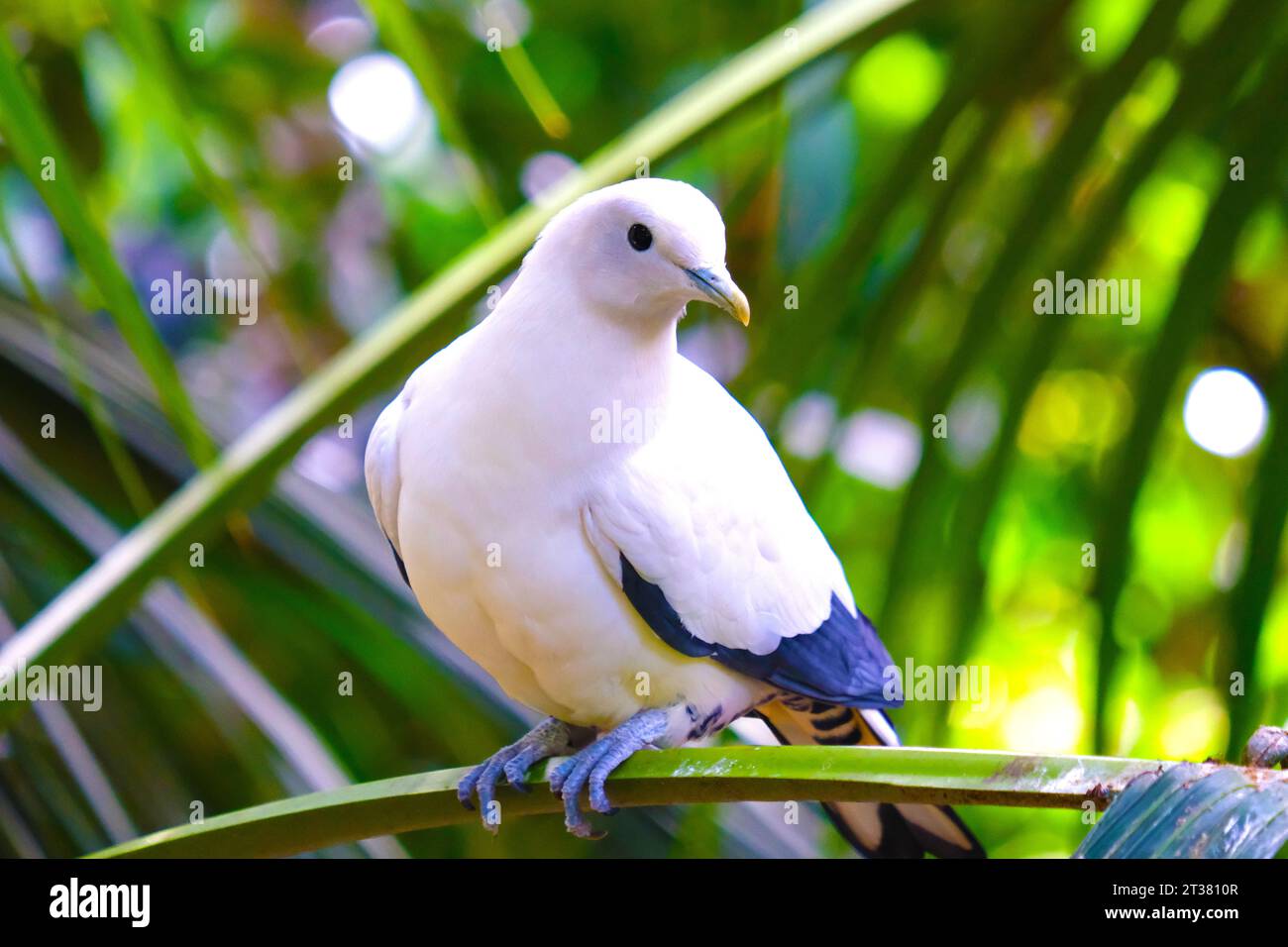 Pied Imperial Pigeon in Adelaide Zoo in Australia Stock Photo