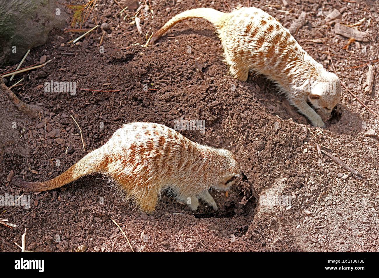 Two meerkats digging in soil in their enclosure at Adelaide Zoo in Australia Stock Photo