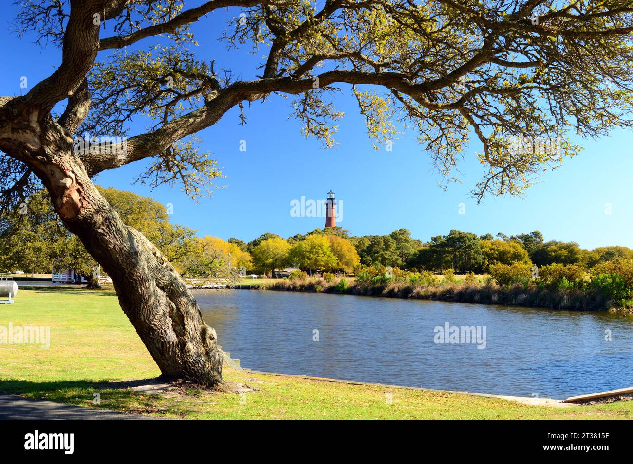 A twisted tree frames the Currituck Lighthouse in the distance on the Outer Banks of North Carolina Stock Photo