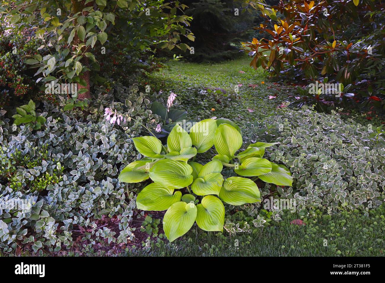 Hosta Plant and Other Greenery for Shade Garden Stock Photo