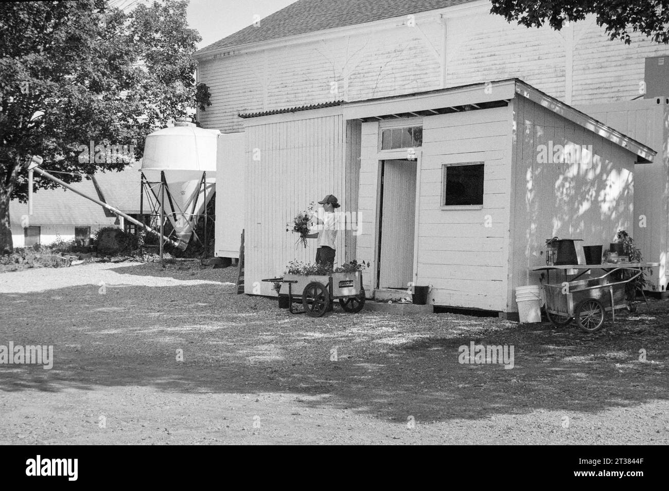 Codman Farm Lincoln, Massachusetts 2023 A women in a white tshirt