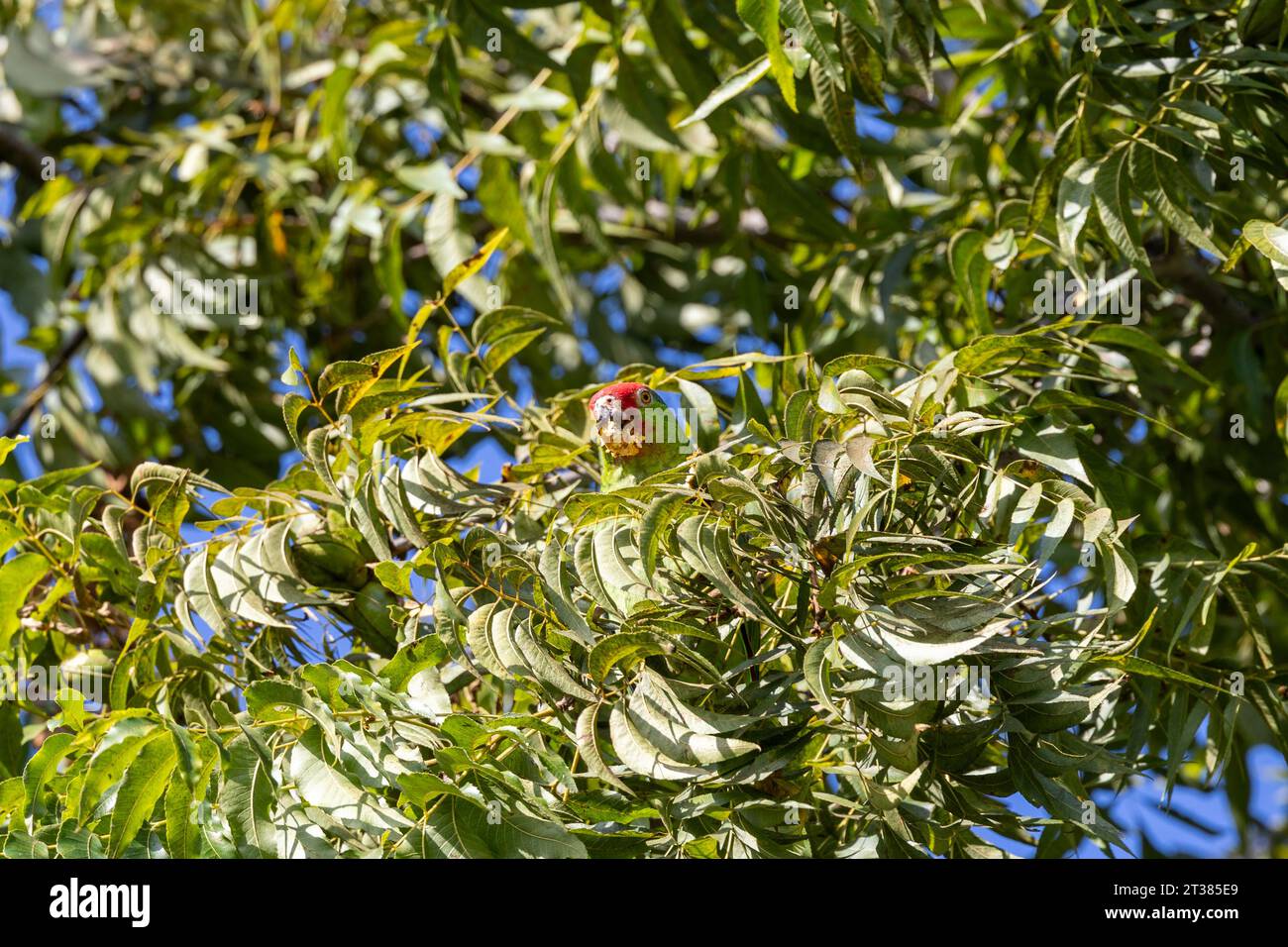 Red crowned parrots eating pecans in Los Angeles Stock Photo Alamy