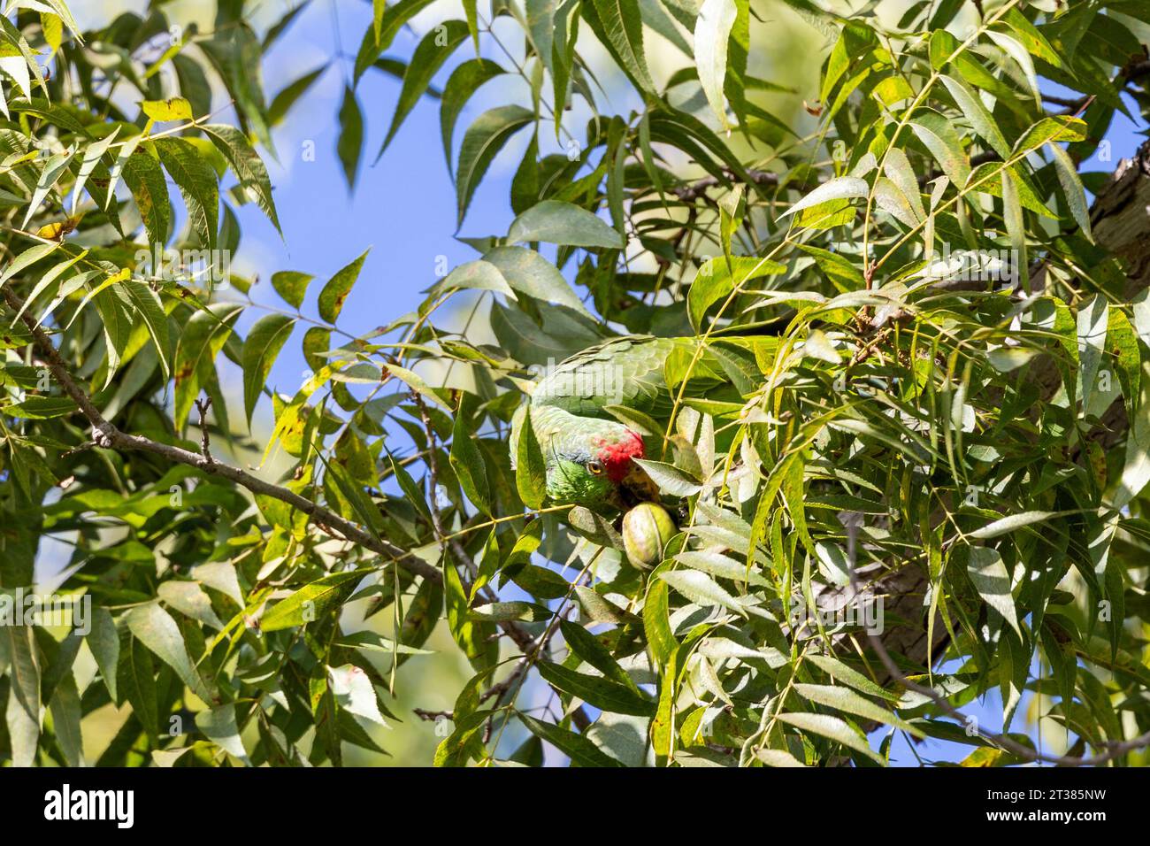 Red crowned parrots eating pecans in Los Angeles Stock Photo Alamy