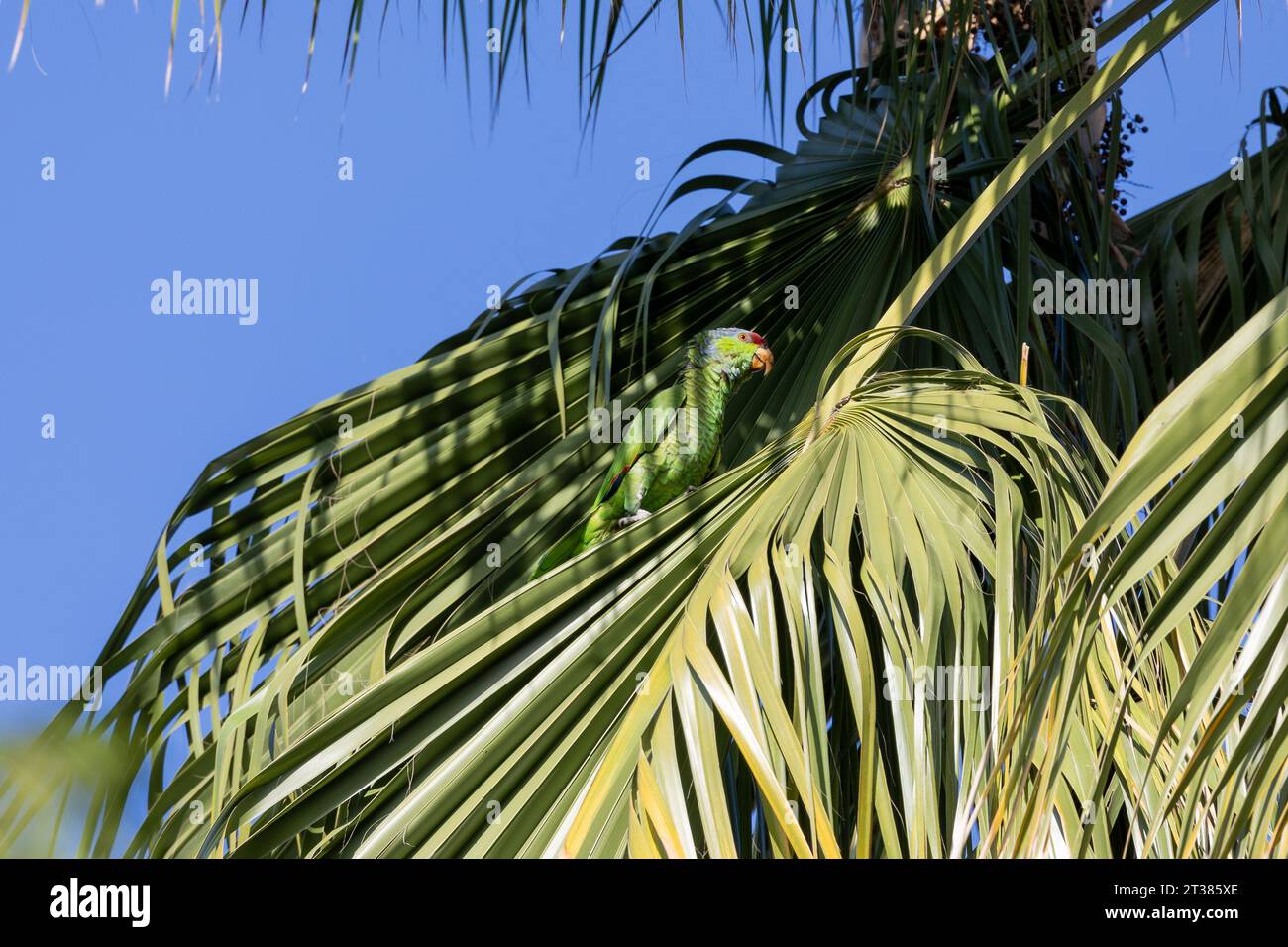 Red crowned parrots eating pecans in Los Angeles Stock Photo Alamy