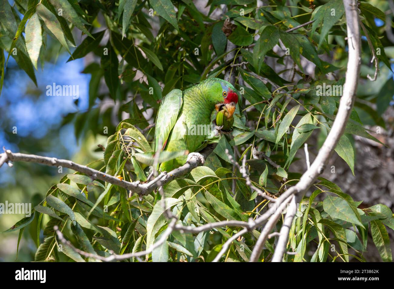 Red crowned parrots eating pecans in Los Angeles Stock Photo Alamy