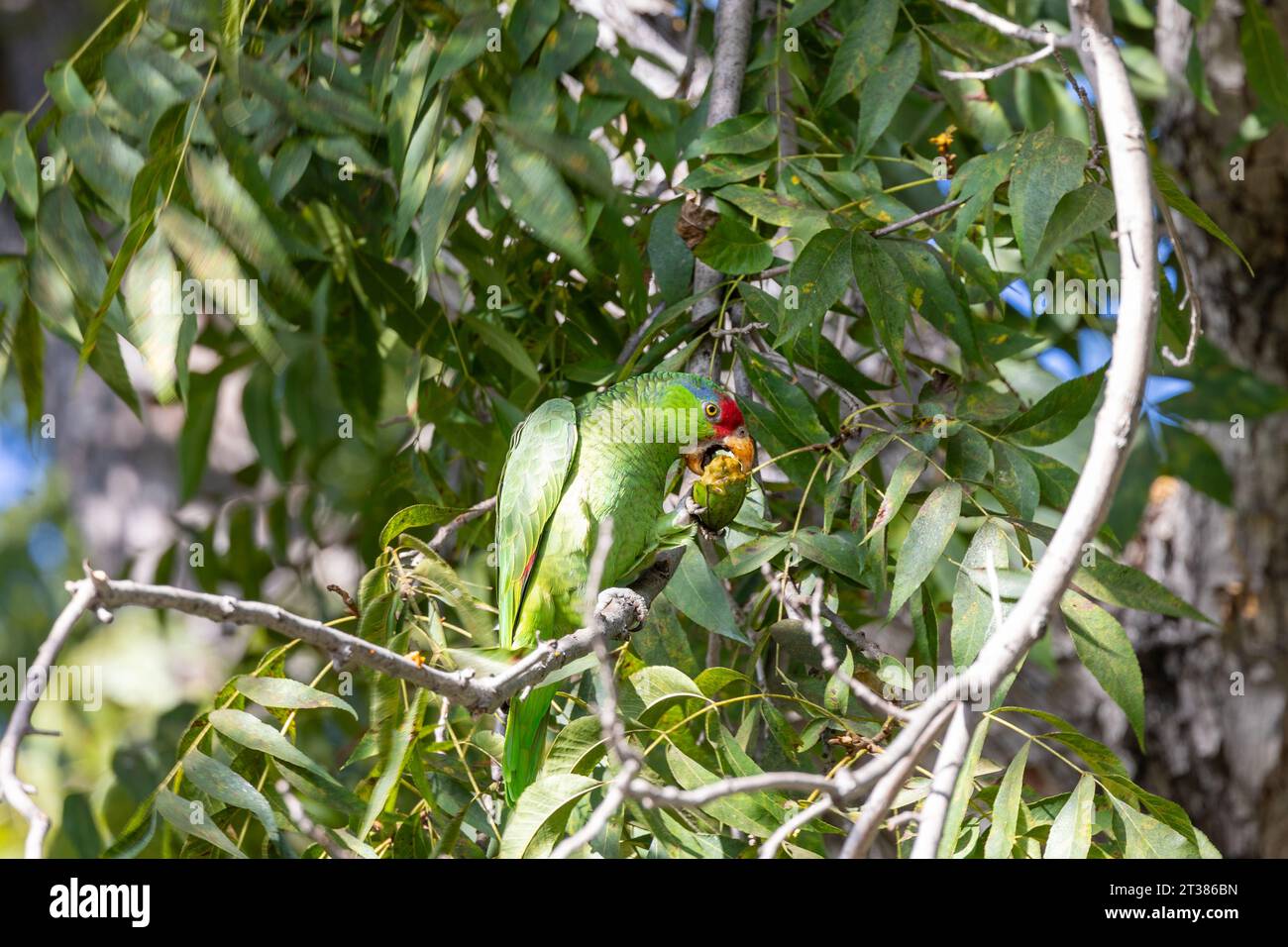 Red crowned parrots eating pecans in Los Angeles Stock Photo Alamy