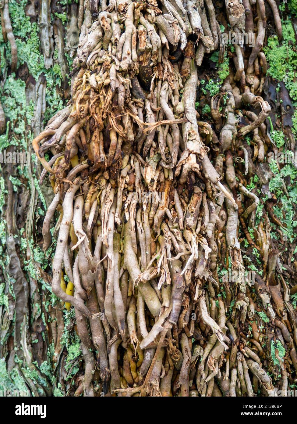 Wood surface background. Palm bark. Roots on the trunk. Uneven natural ...